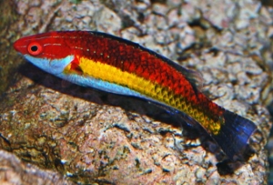 Naoko's Fairy Wrasse