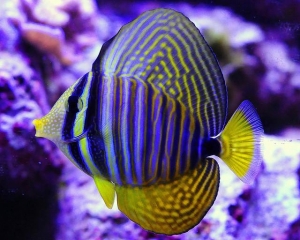 Yellow Tang