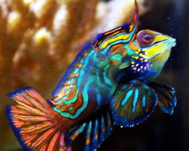Tank Raised Blue Green Mandarin Dragonet