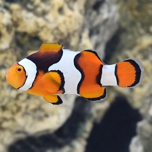 Captive Bred Picasso Clownfish