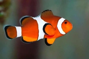 Captive Bred Ocellaris Clownfish