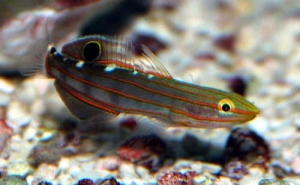 Flaming Prawn Goby