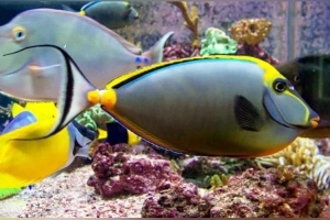 Blonde Naso Tang