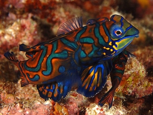 Green Mandarin Goby