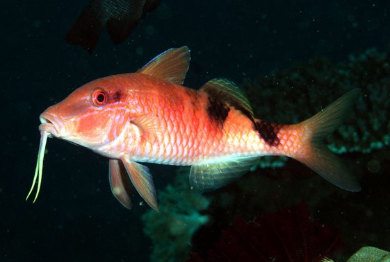 large_10068_manybar-goatfish-parupeneus-multifasciatus-LRNR1.jpg