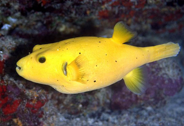 large_10069_Arothron_meleagris_yellow_Sharon_Williams_600.jpg