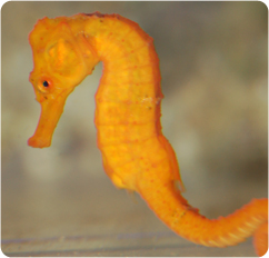 large_10084_Brazil_Seahorse_ps.jpg