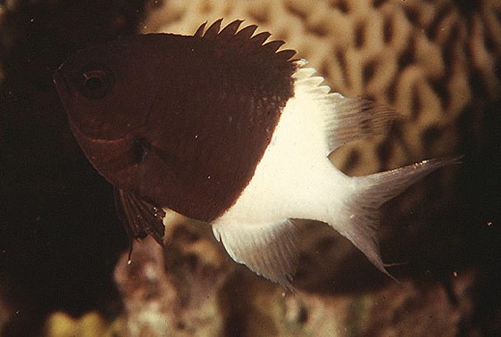 large_10104_bicolor-chromis-damsel-chromis-dimidiata-LRNR1.jpg