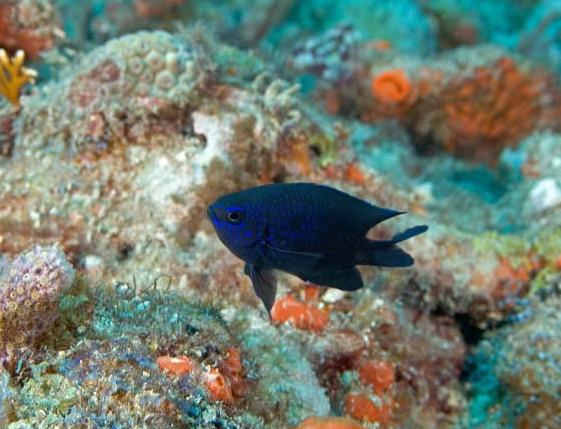 Purple Overbite Fish Purple Reef Fish