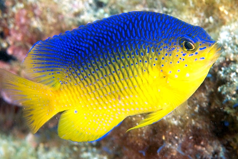large_10110_Cocoa-Damselfish-Stegastes-variabilisLRNR2.jpg