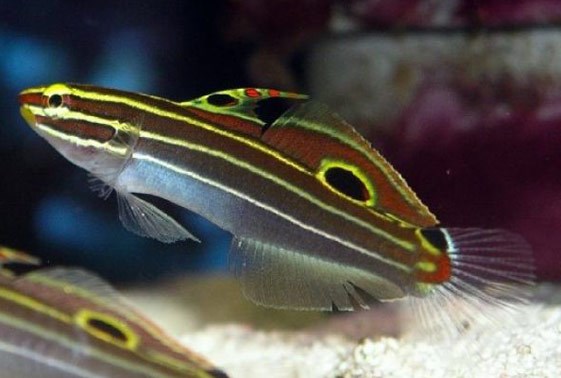 large_10119_hectors-goby-amblygobius-hectori-LRNR1.jpg
