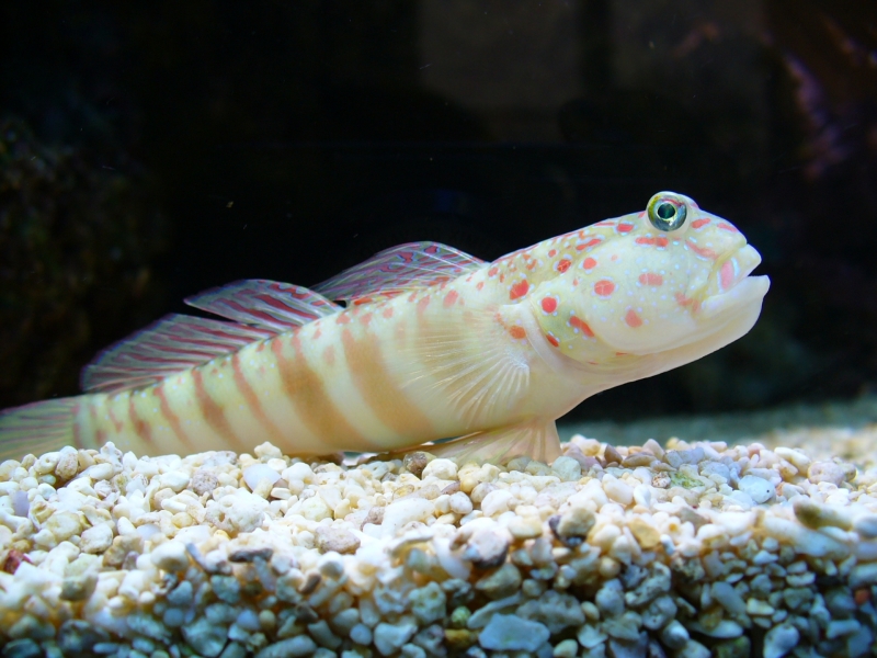 large_10126_Pink_Spotted_Watchman_Goby_LRNR.jpg