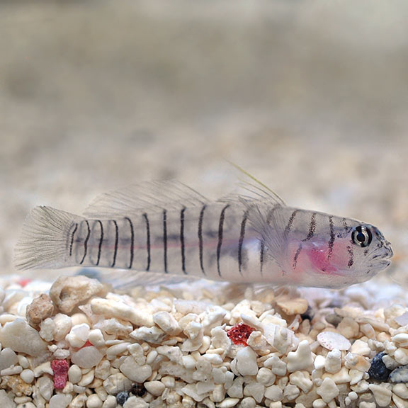 large_10127_Cap_bred_tiger_goby_LRNR.jpg