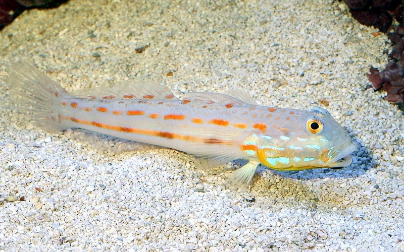 large_10128_Diamond_watchman_Goby_LRNR.jpg