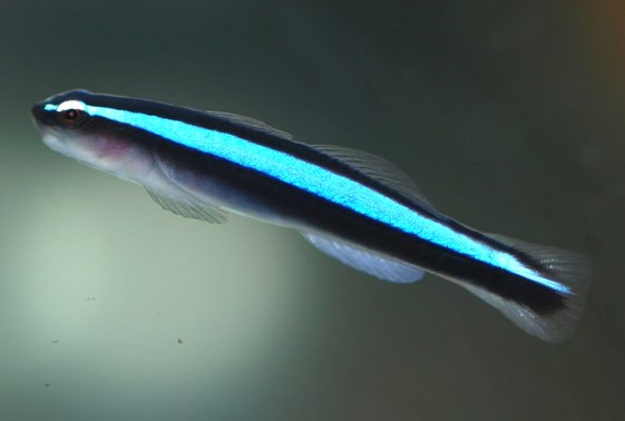 large_10132_Blue_Neon_Goby_LRNR.jpg