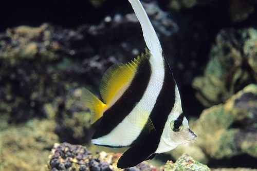 Black And White Butterflyfish