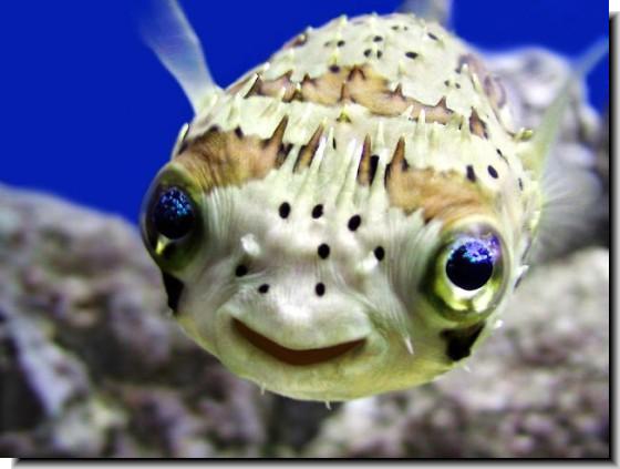 Porcupine Puffer