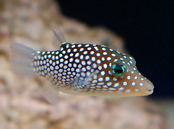 large_10156_spotted-puffer.jpg