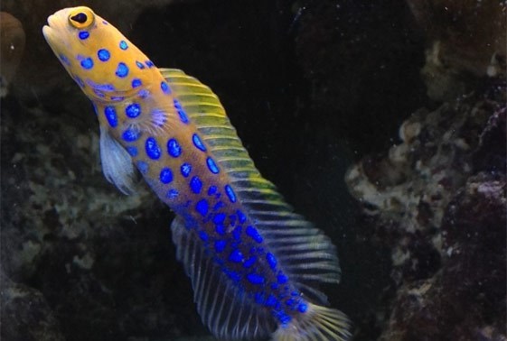 large_10199_blue-dot-jawfish-opistognathus-rosenblatti-1.jpg