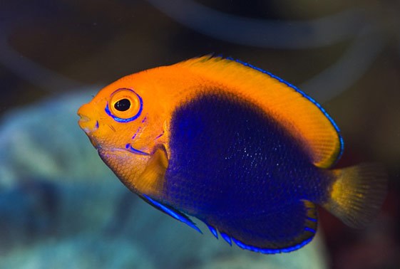 large_10237_flameback-angelfish-centropyge-LRNRacanthops-1.jpg