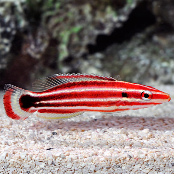 large_10381_Masudas_Hogfish_LRNR.jpg