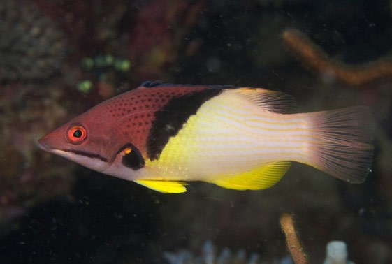 large_10382_coral-hogfish-bodianus-mesothorax-LRNR1.jpg