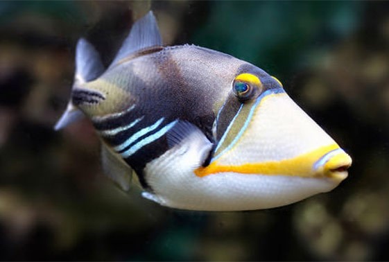 large_10384_humu-picasso-triggerfish-rhinecanthus-aculeatus-LRNR1.jpg