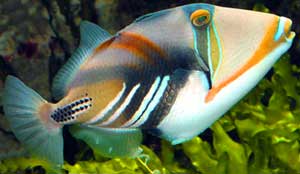 large_10384_picasso_triggerfish.jpg