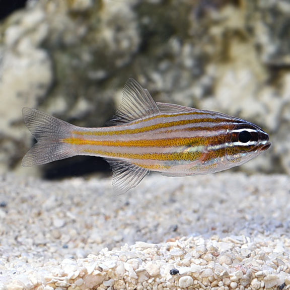 large_10388_lg_80855_Yellowstriped_CardinalfishLRNR.jpg