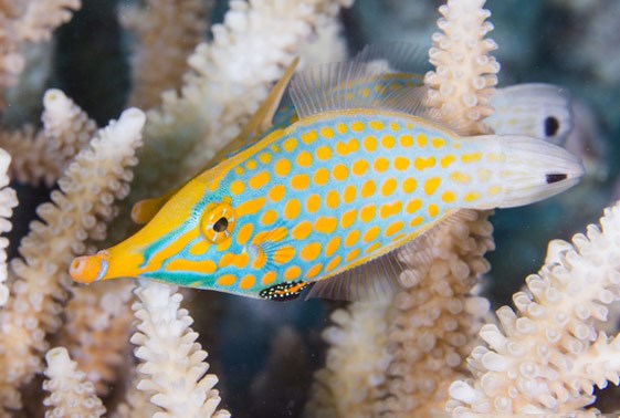 large_10391_orange-spot-filefish-oxymonacanthus-longirostris-LRNR1.jpg