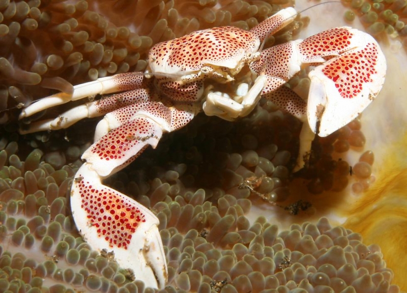 large_10397_PorcelainCrab.jpg