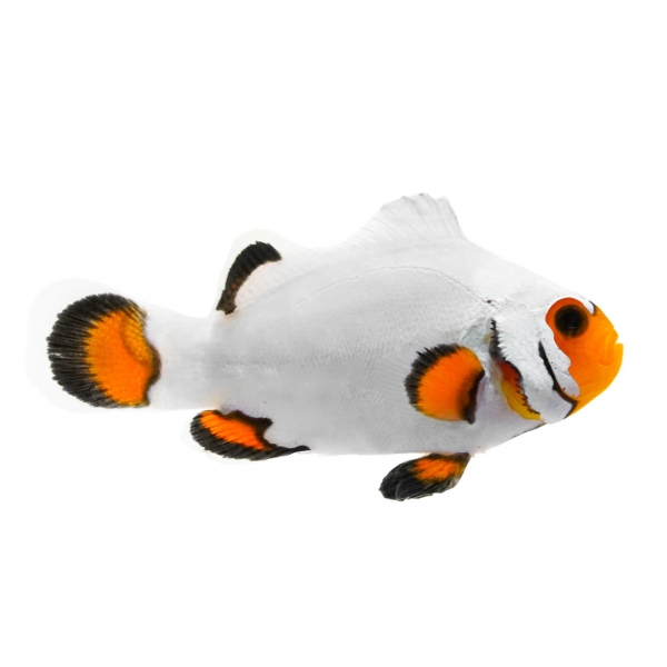 large_10402_Wyoming_White_clownfish_LRNR.jpg