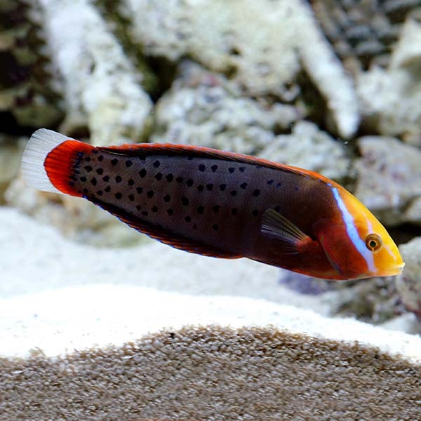 large_10466_lg-75709_Formosa_Wrasse_Adult.jpg