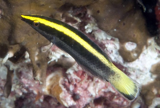 bicolor cleaner wrasse