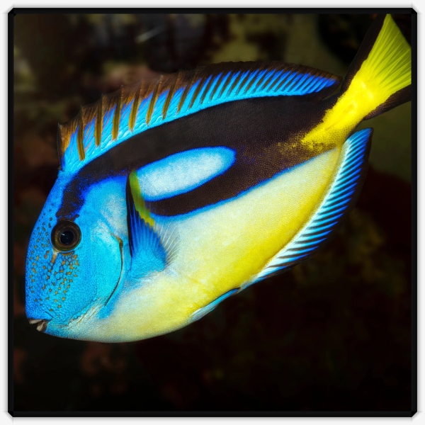 large_10593_Yellow_Belly_Pacific_Blue_Tang.png.jpg