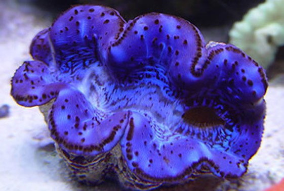 large_10602_maxima-clam-tridacna-maxima-LRNR1.jpg