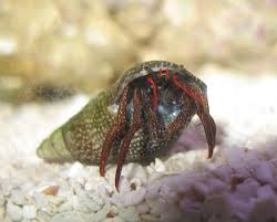 Red Leg Reef Hermit; Pac. - Paguristes sp.
