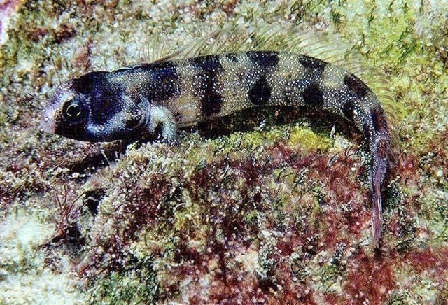 large_10757_Barnacleblenny.jpg