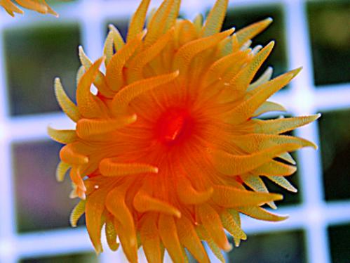 large_10852_dendro.jpg
