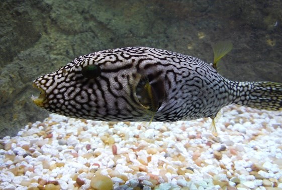 large_10967_mappa-pufferfish-arothron-mappaLRNR-2.jpg