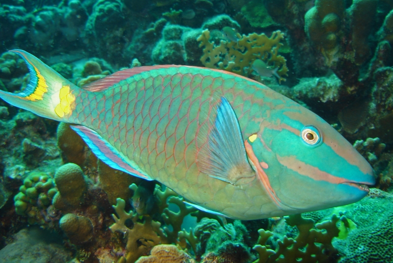 large_10994_Stoplight-parrotfish.jpg