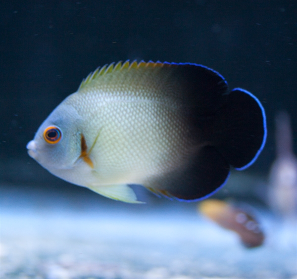 large_11012_Half-Black-Angelfish.jpg