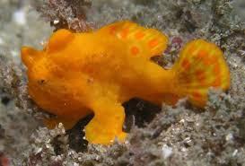 Shaggy Yellow Angler- Antennarius sp.