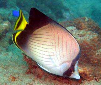 large_11023_Vagabond_Butterflyfish.jpg
