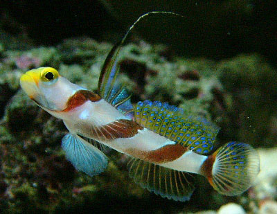 large_11032_antenna_goby.jpg