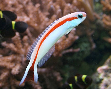 large_11033_tile_skunk_goby.jpg