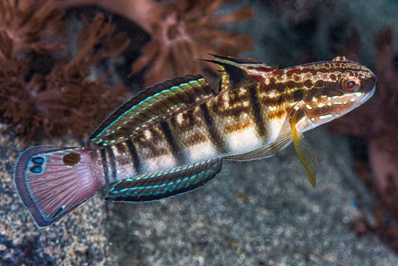 large_11036_Dragon_Goby_LRNR.jpg