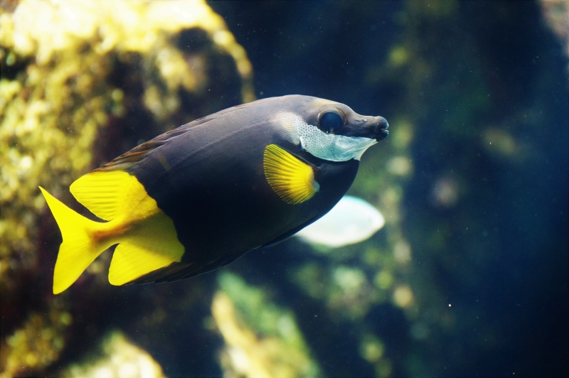 large_11055_Bicolor_Foxface_Fish_LRNR.jpg