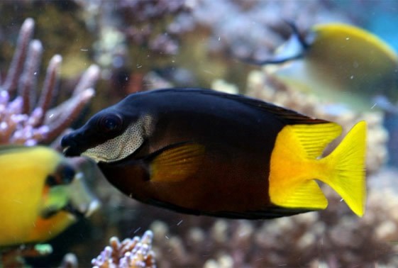 large_11055_bicolor-foxface-siganus-uspi-1.jpg