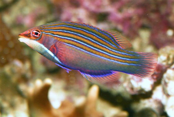 large_11061_twelve_line_wrasse.jpg